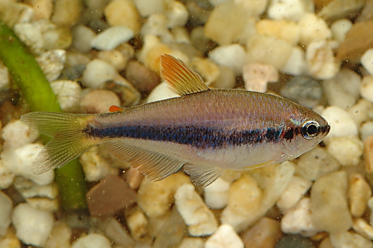 Tetra královská, 2,5 cm