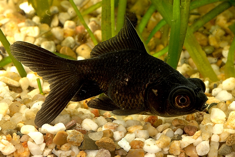Závojnatka černá teleskopka, 4 cm