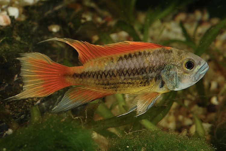 Cichlidka kakadu Orange, 3,5 cm