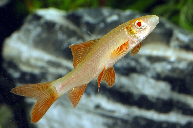 Parmička červenoploutvá Albino, 5 cm