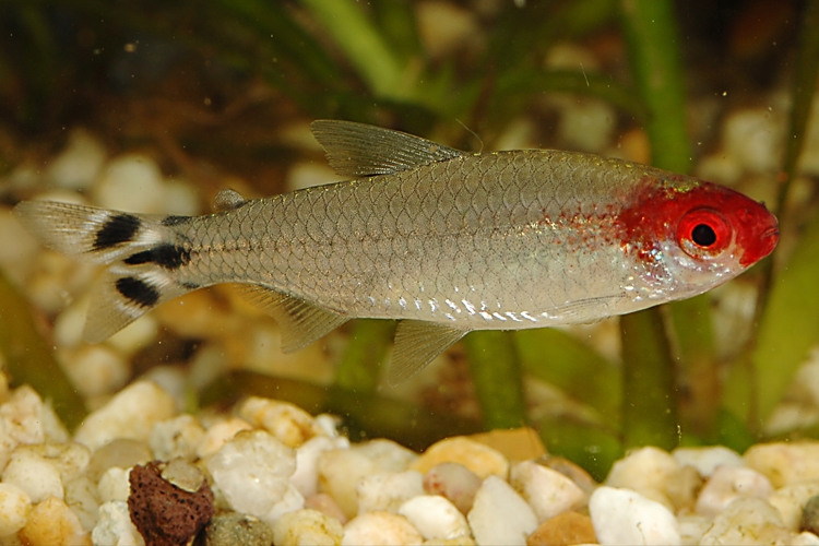 Tetra červenohlavá, 4 cm