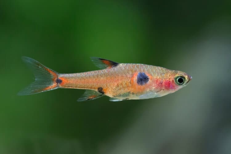 Rasbora trpasličí, 1,5 cm