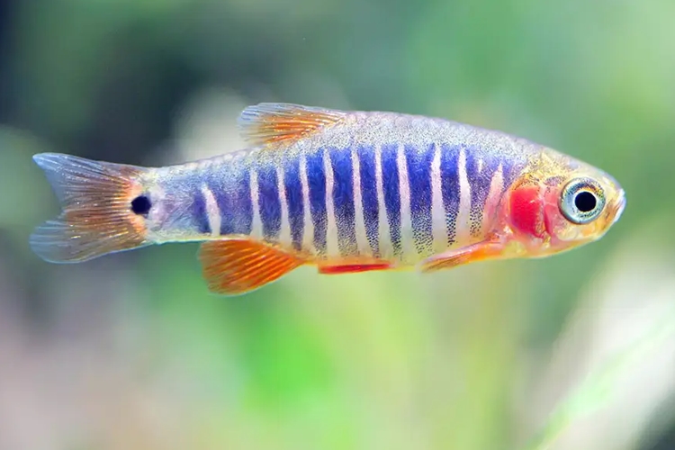 Rasbora Barmská, 1,5 cm