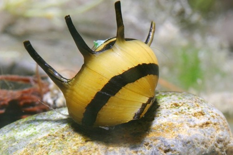 Plž Clithon "Horn Snail", 0,5 cm