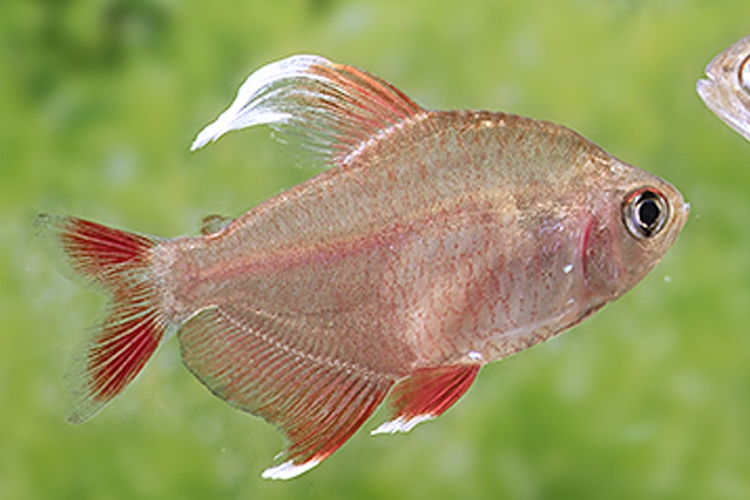 Tetra ozdobná běloploutvá, 2,5 cm