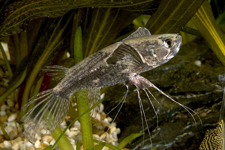 Motýlkovec africký, 5 cm