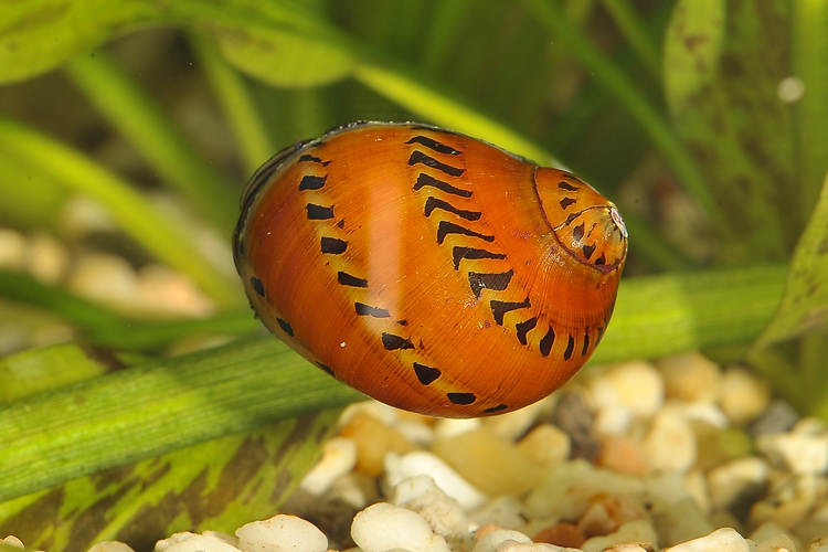 Šnek zubovec tiger, 2 cm