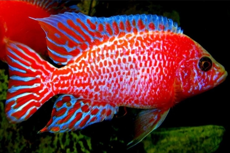 Tlamovec Aulonocara sp. Fire Fish, 7,5 cm