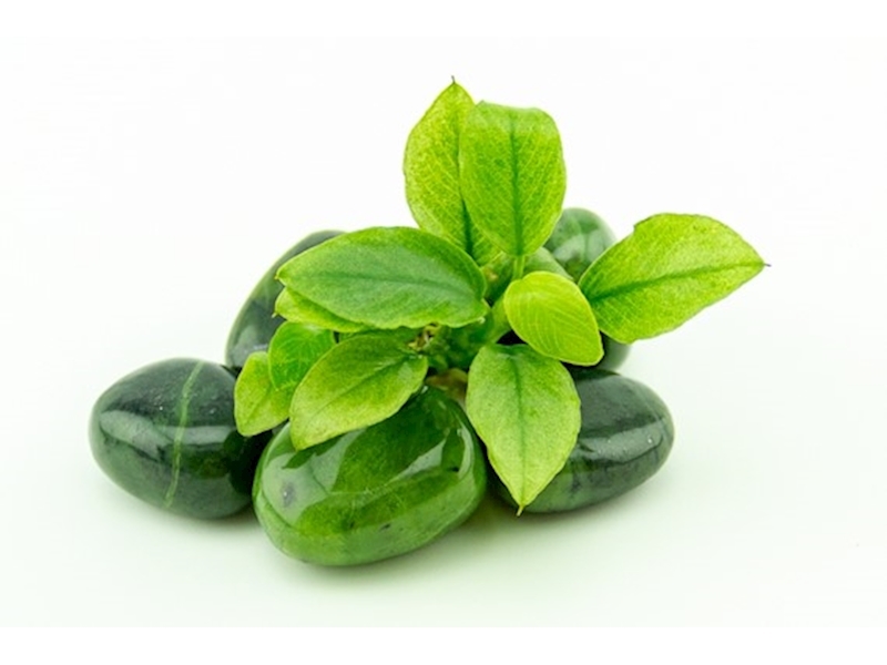 Anubias nana ´Jade´ NEU