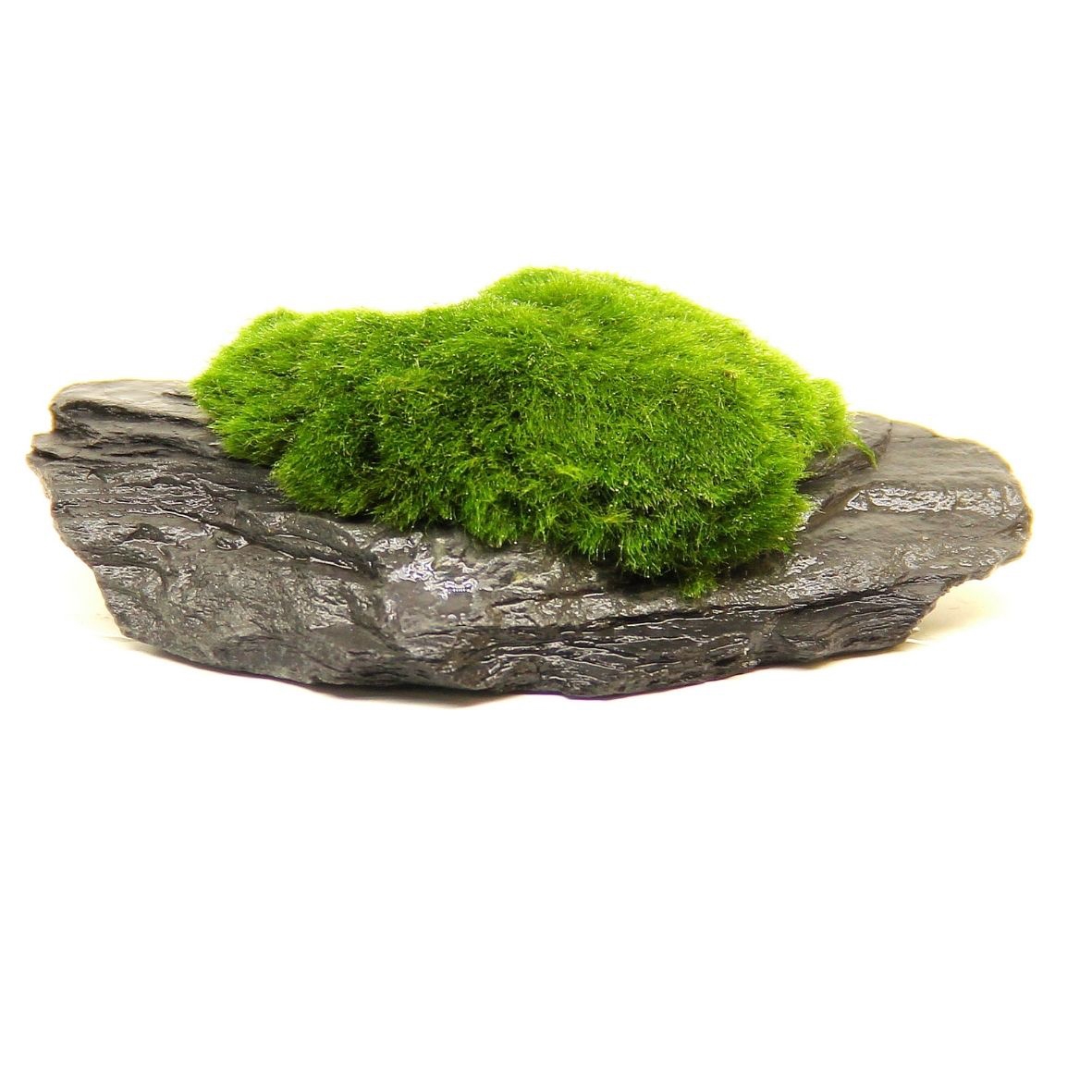 Aegagropila Auf Slate Rock