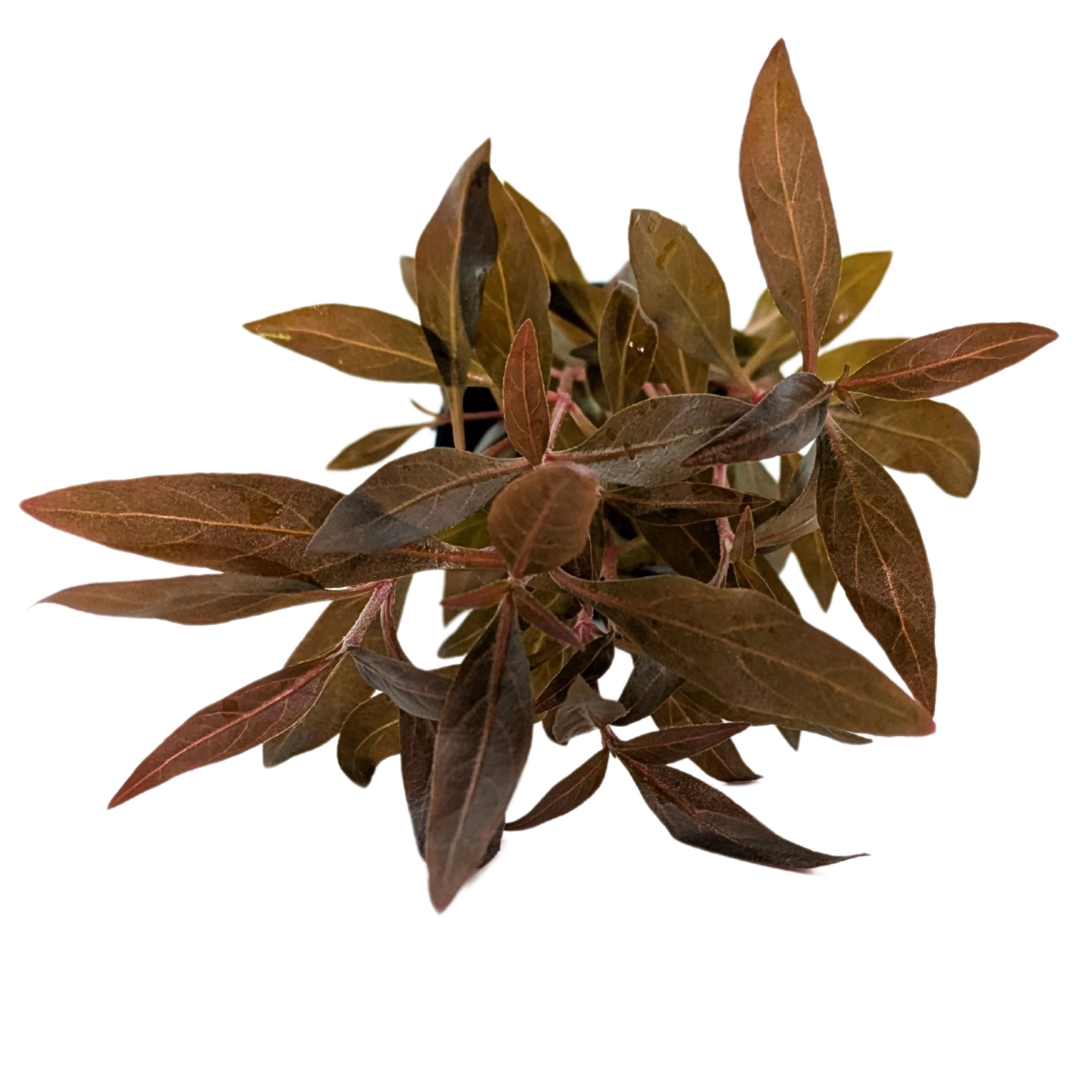 Alternanthera reineck. Mini