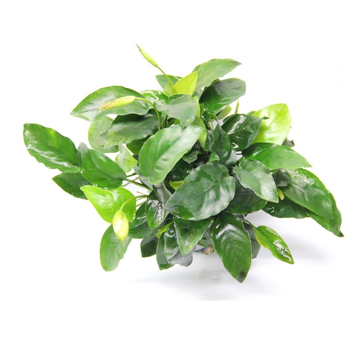 Anubias barteri nana ‘Bigfoot’