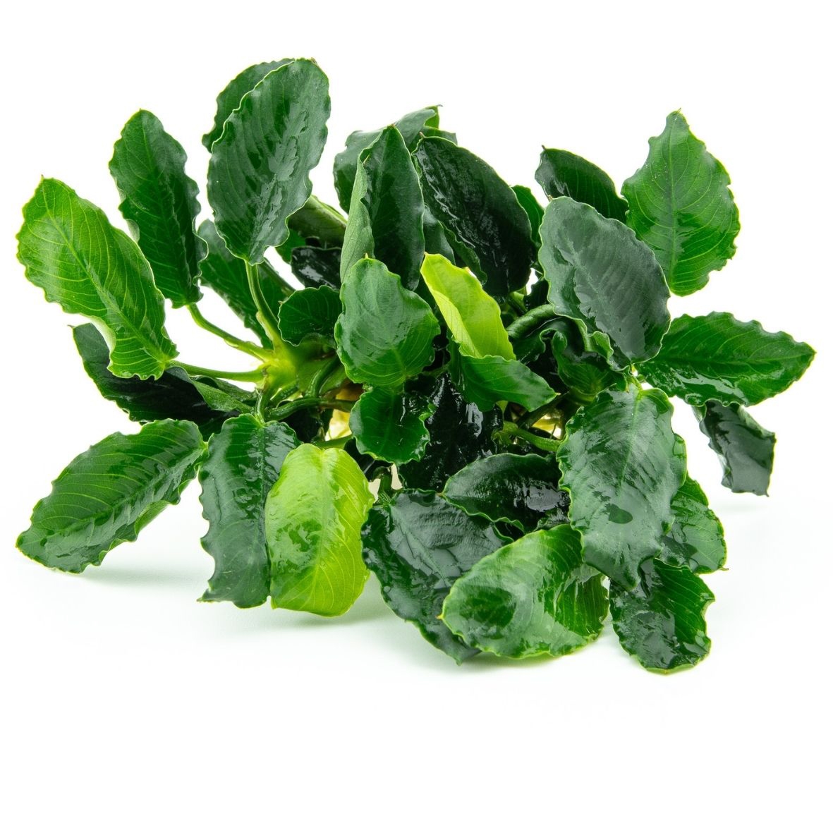Anubias nana ´Mini Kirin´