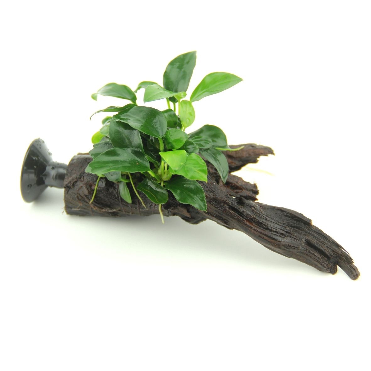Anubias Bonsai auf Nanowood mit Sauger