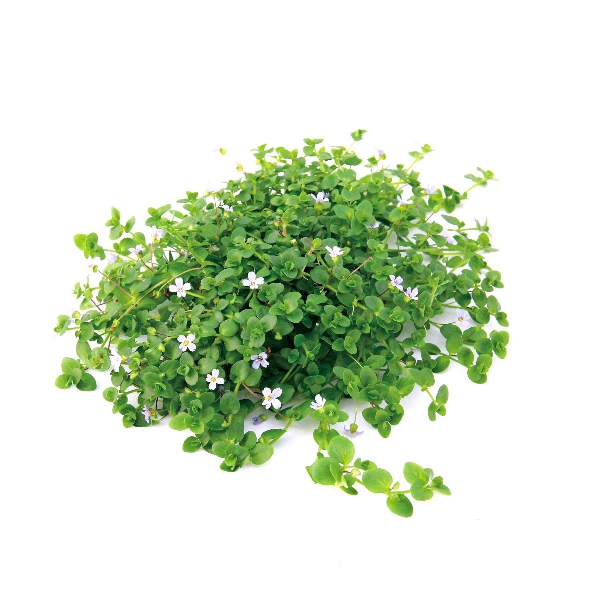 Bacopa australis