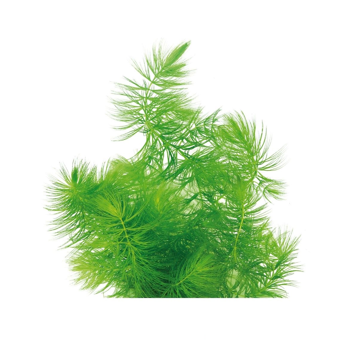 Ceratophyllum demersum