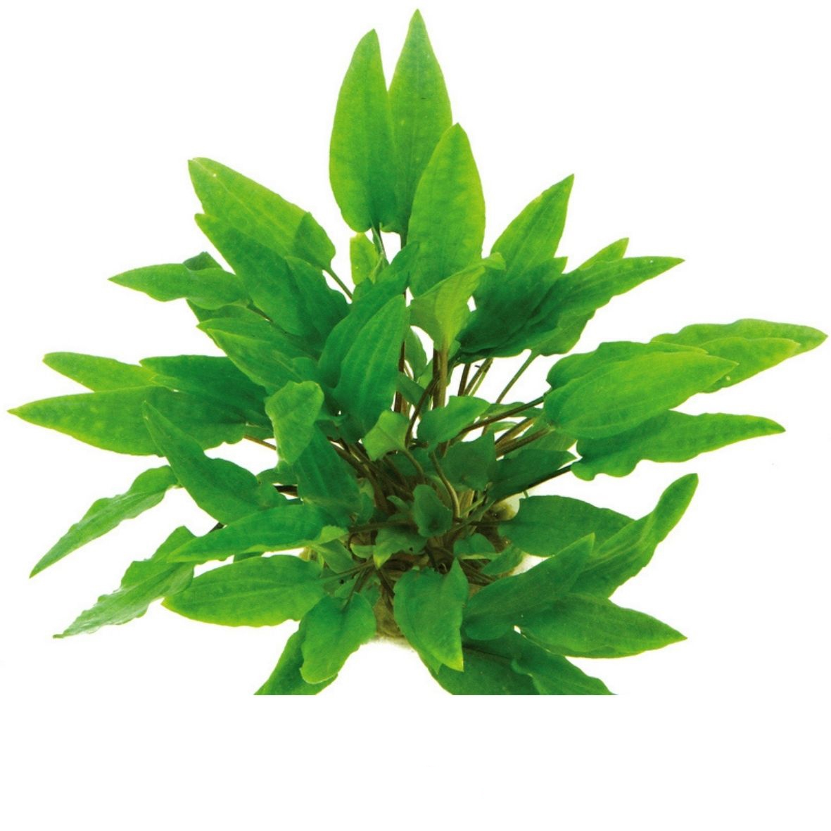Cryptocoryne wendtii Grün