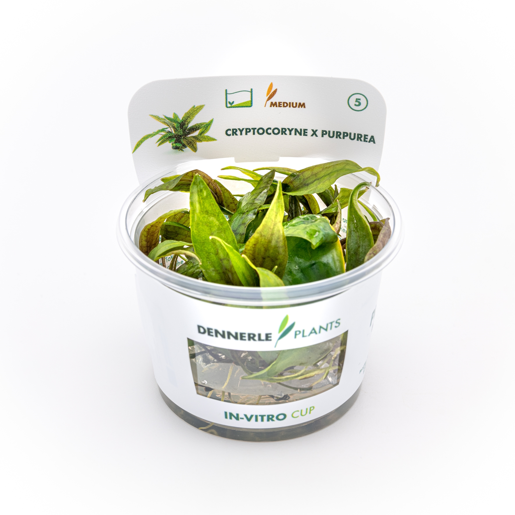 Cryptocoryne x purpurea In-Vitro