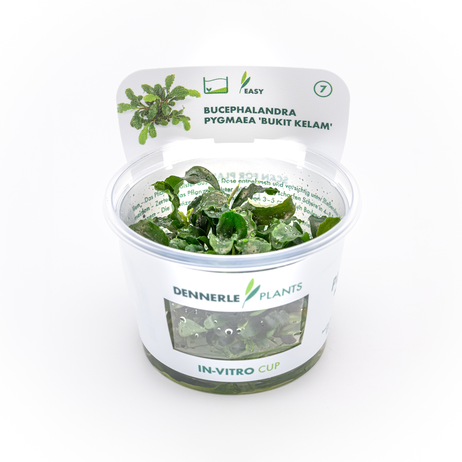 Bucephalandra pygmea ´Bukit kelam´In-vitro