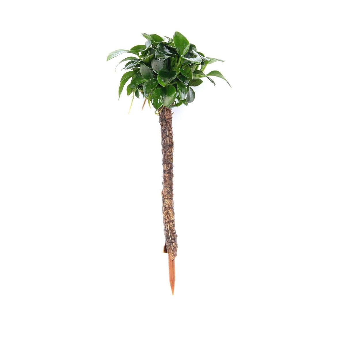 Bonsai Palme mit Anubias nana Bonsai