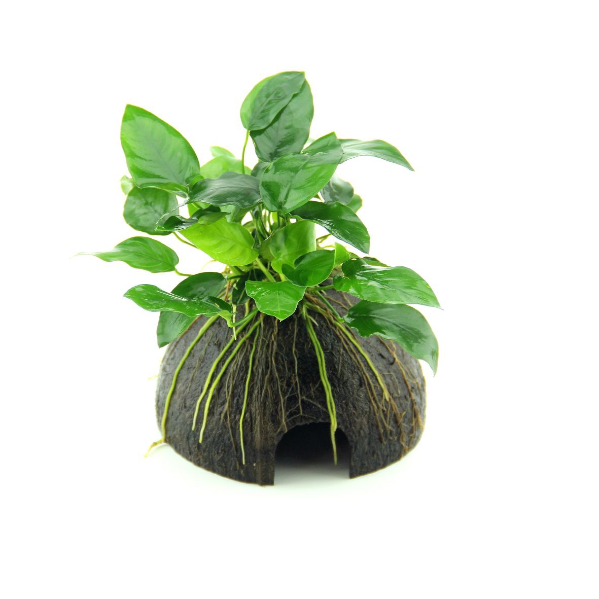 Coco Cave mit Anubias nana