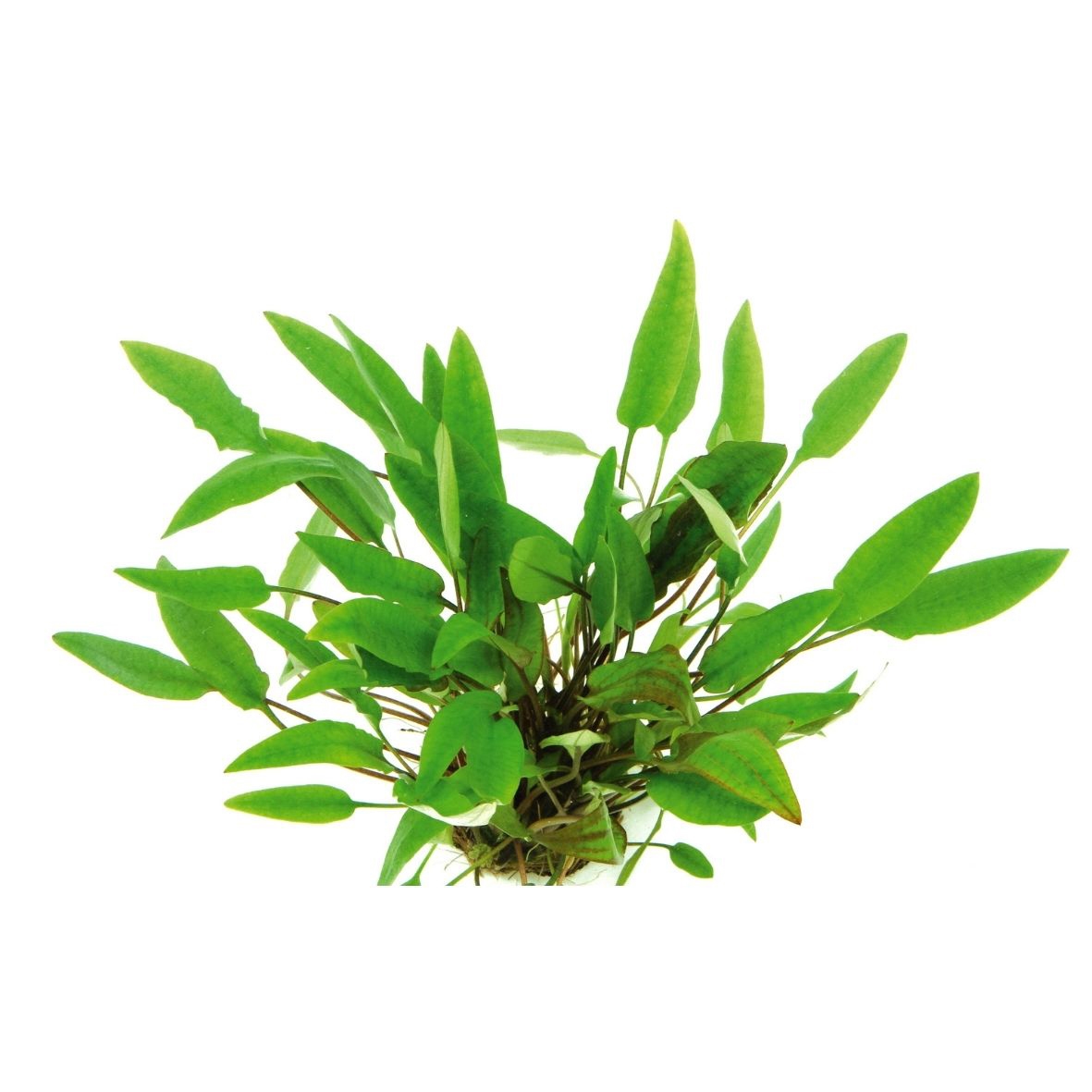Cryptocoryne affinis