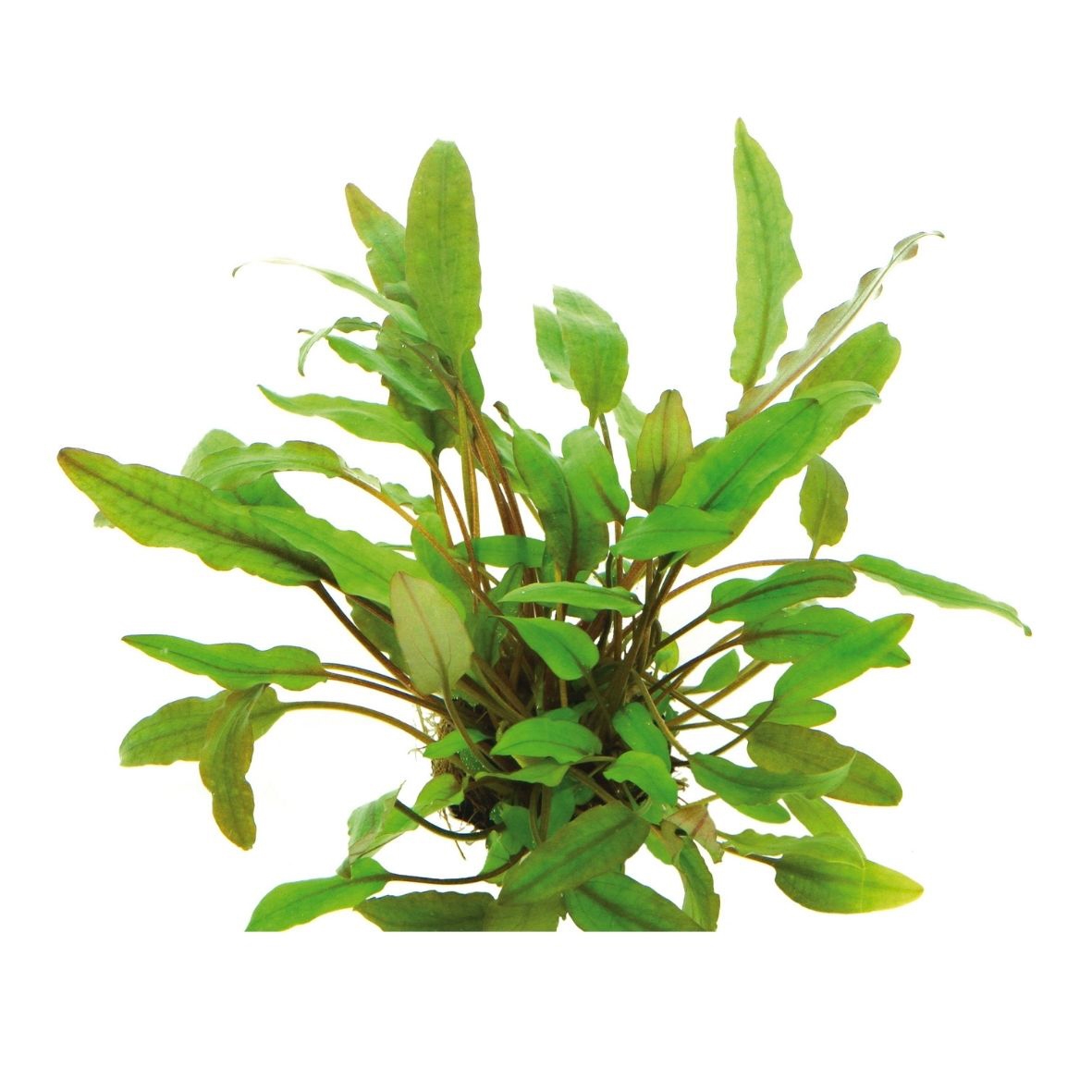 Cryptocoryne beckettii