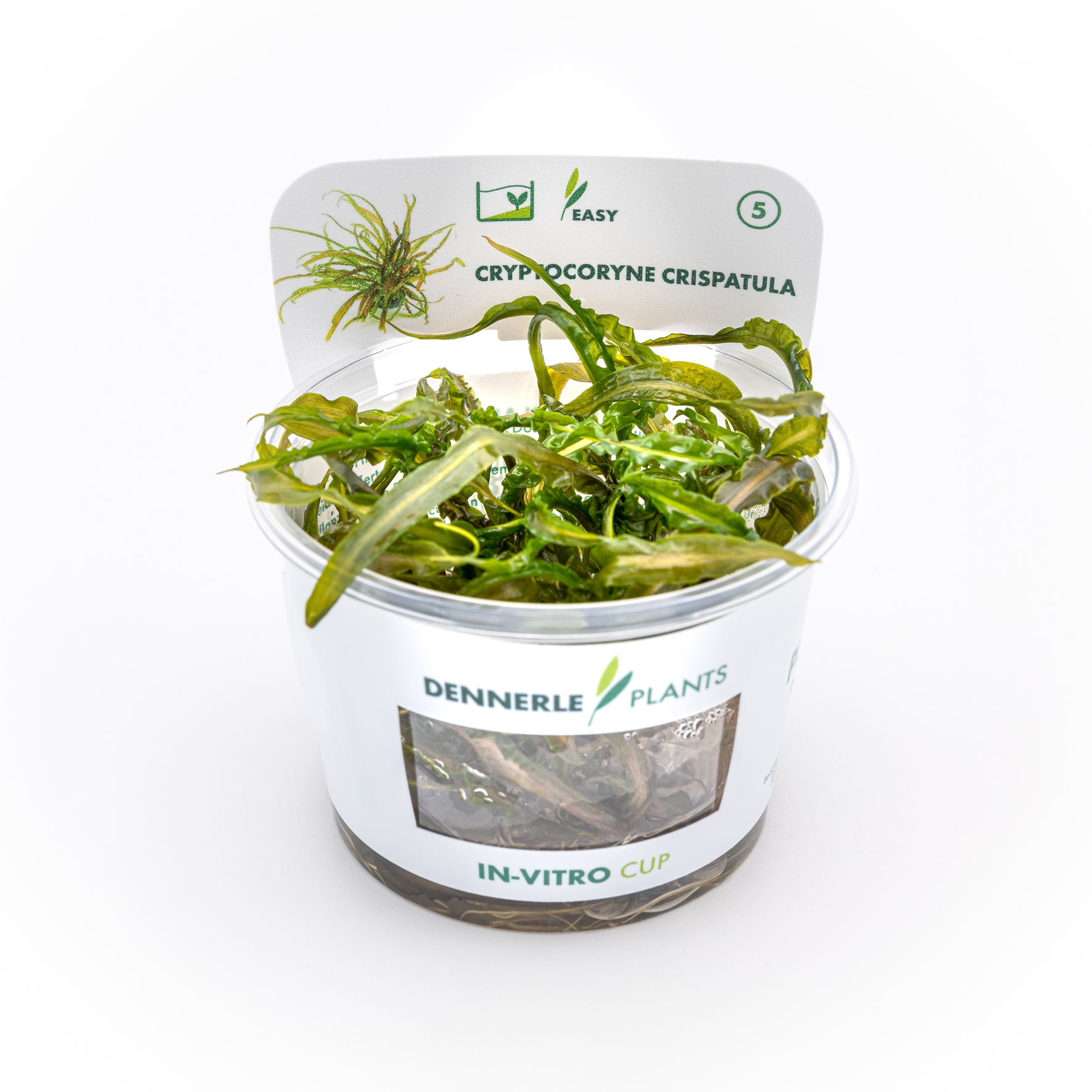 Cryptocoryne crispatula In-Vitro