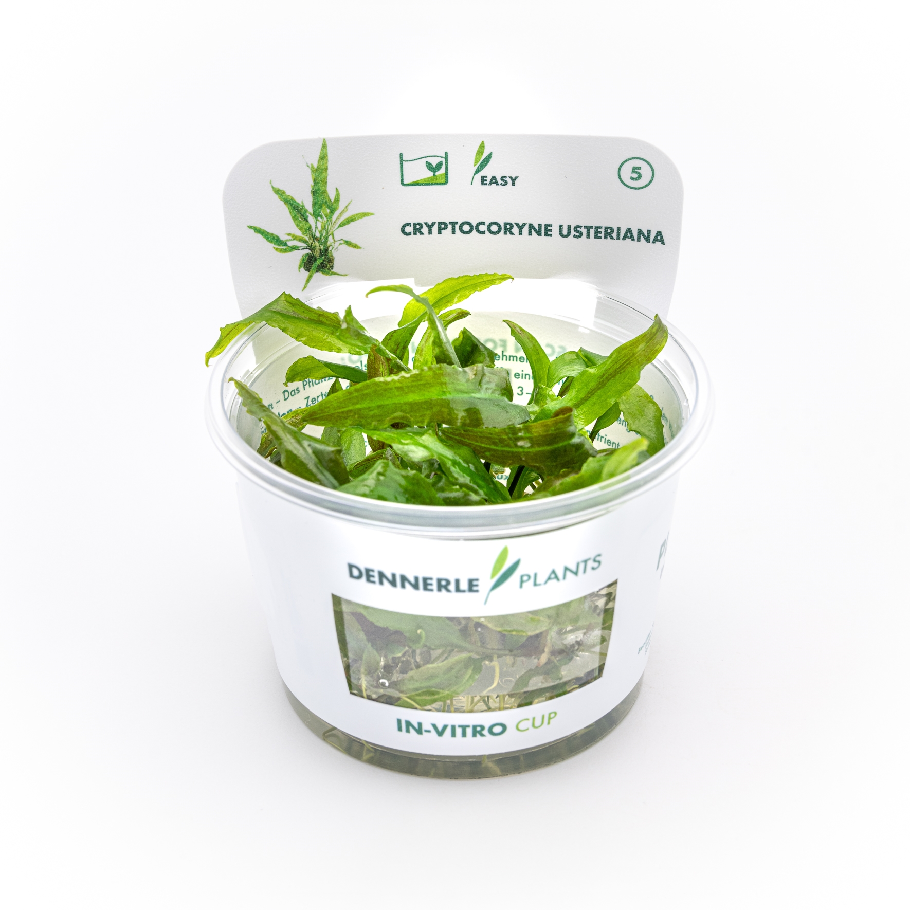 Cryptocoryne usteriana In-Vitro