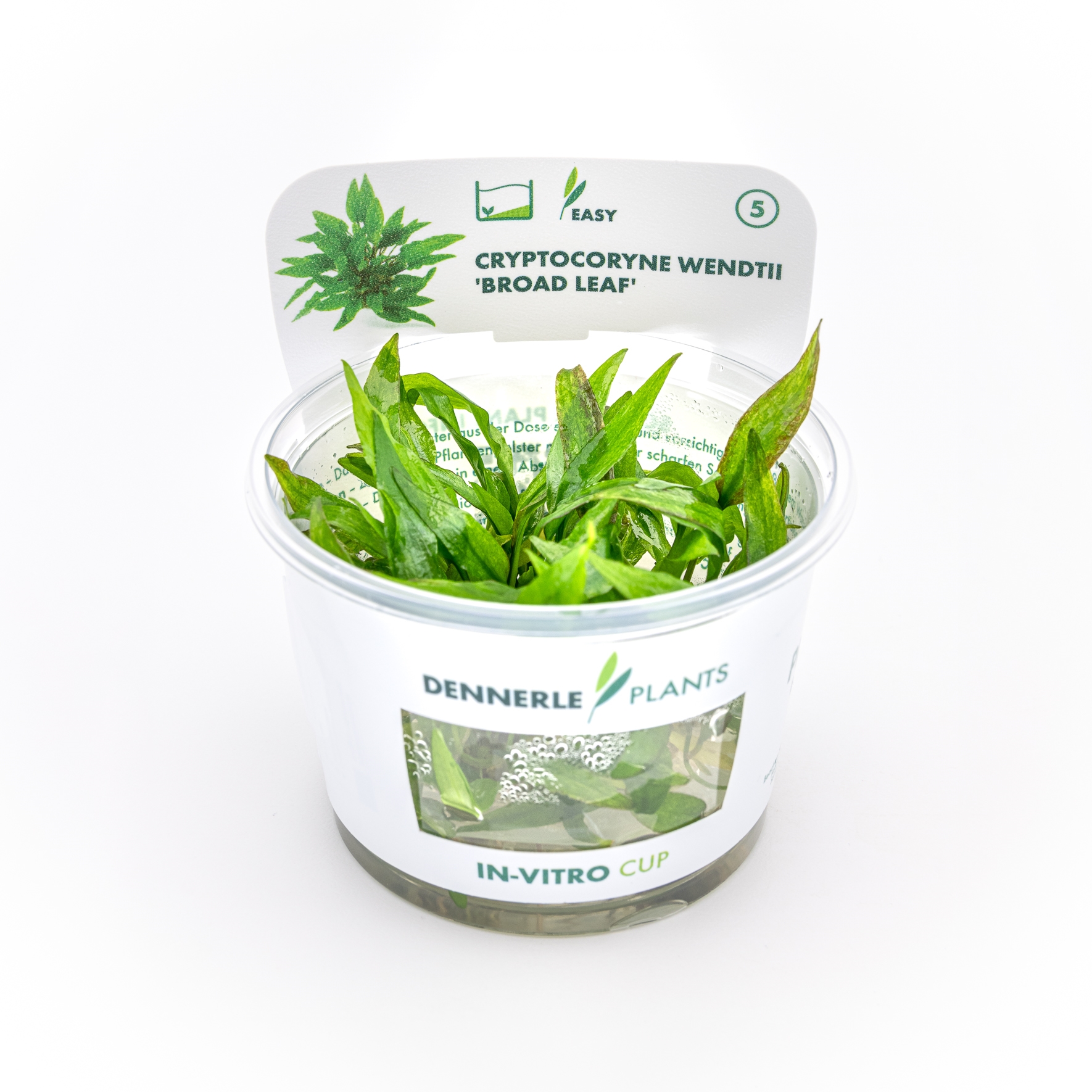 Cryptocoryne wendtii ´Broad Leaf´ In-Vitro *NEU*