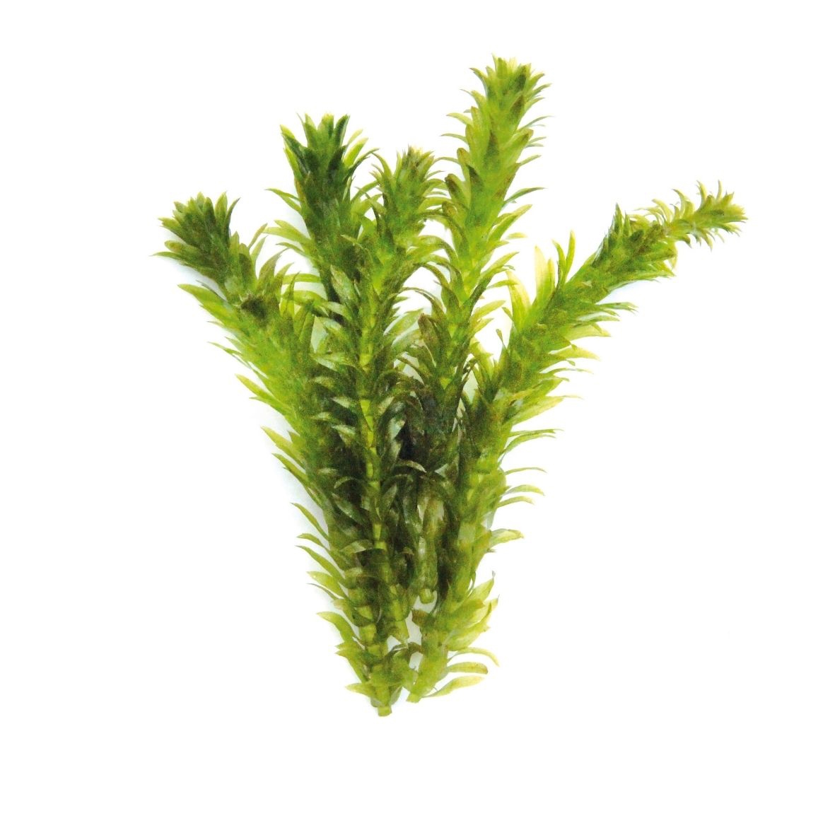 Egeria densa Spezial, dichtbl.