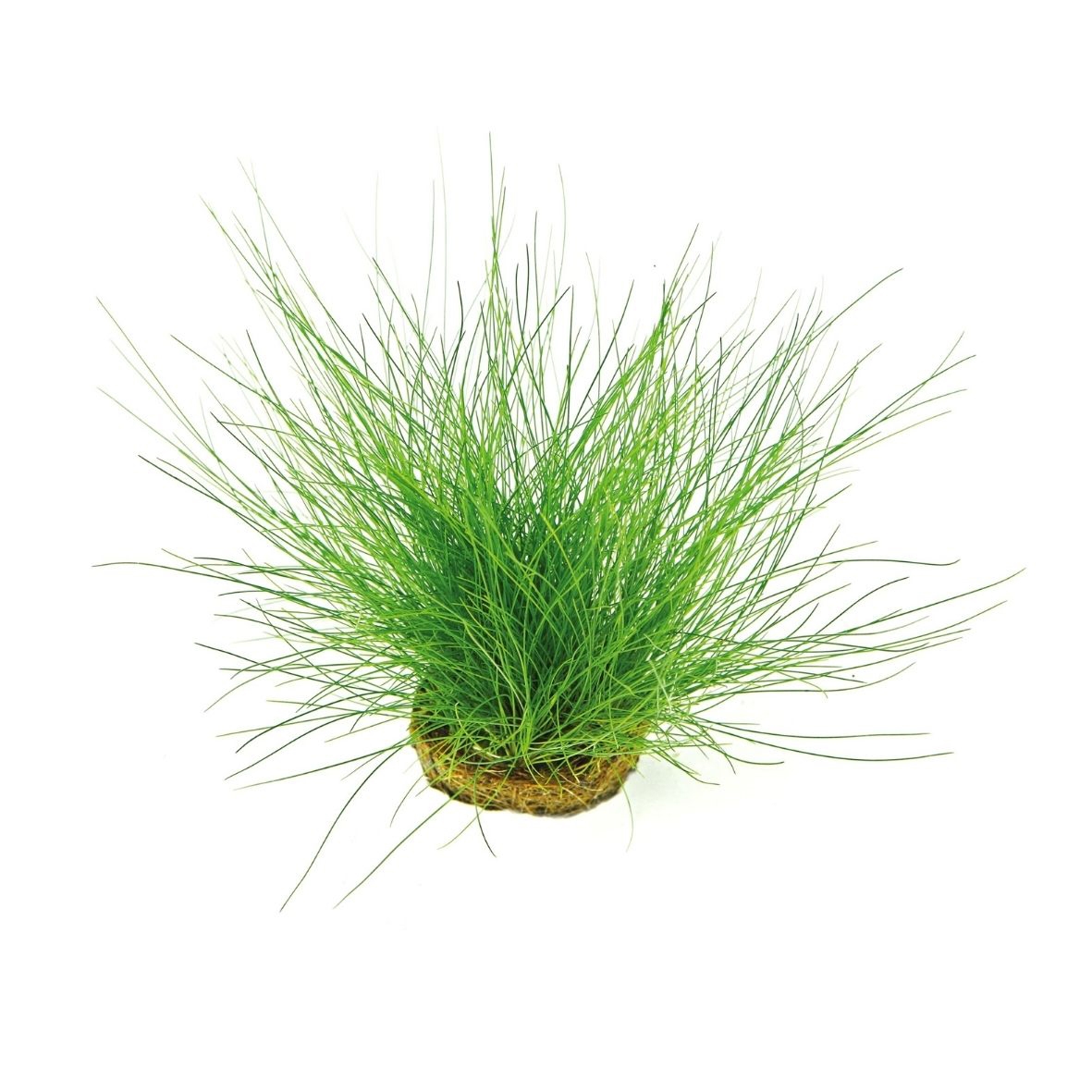 Eleocharis acicularis