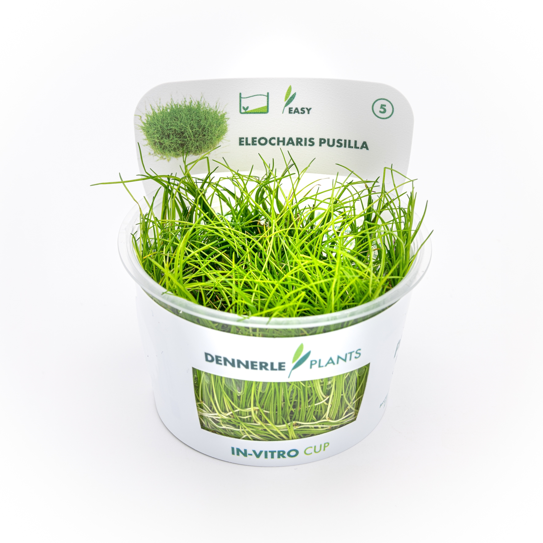 Eleocharis pusilla In-Vitro