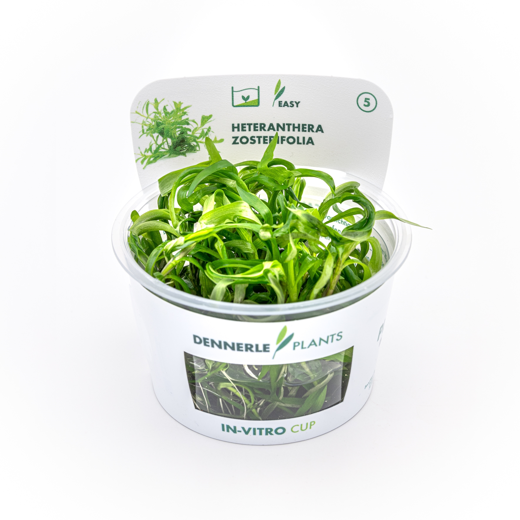 Heteranthera zosterifolia In-Vitro