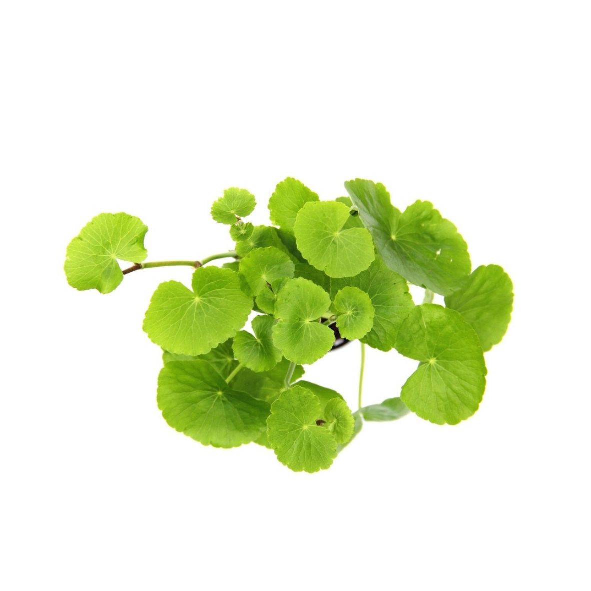 Hydrocotyle leucocephala