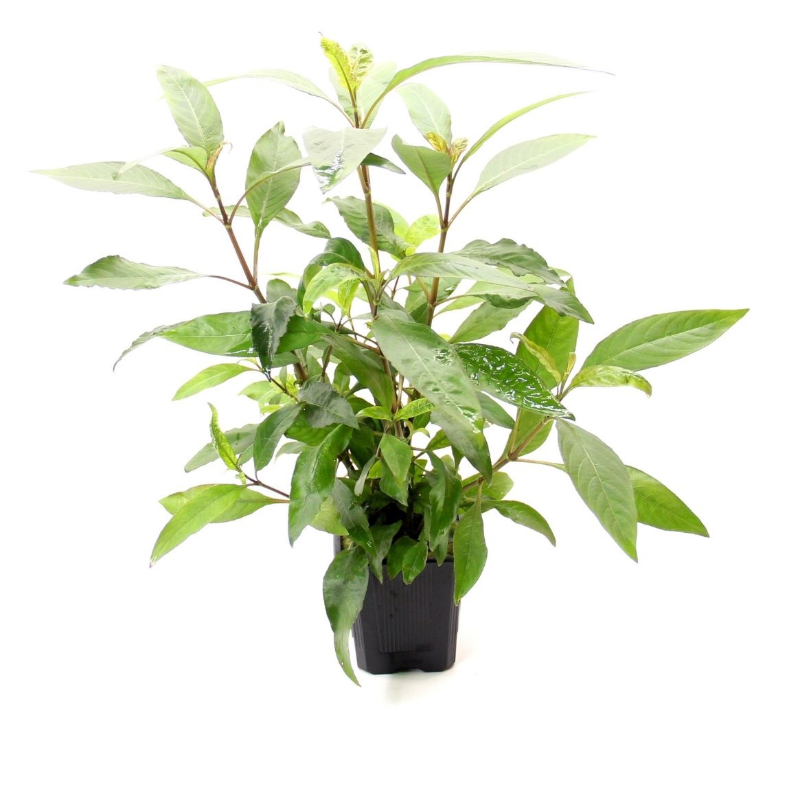 Hygrophila corymbosa ´Stricta`, XXL