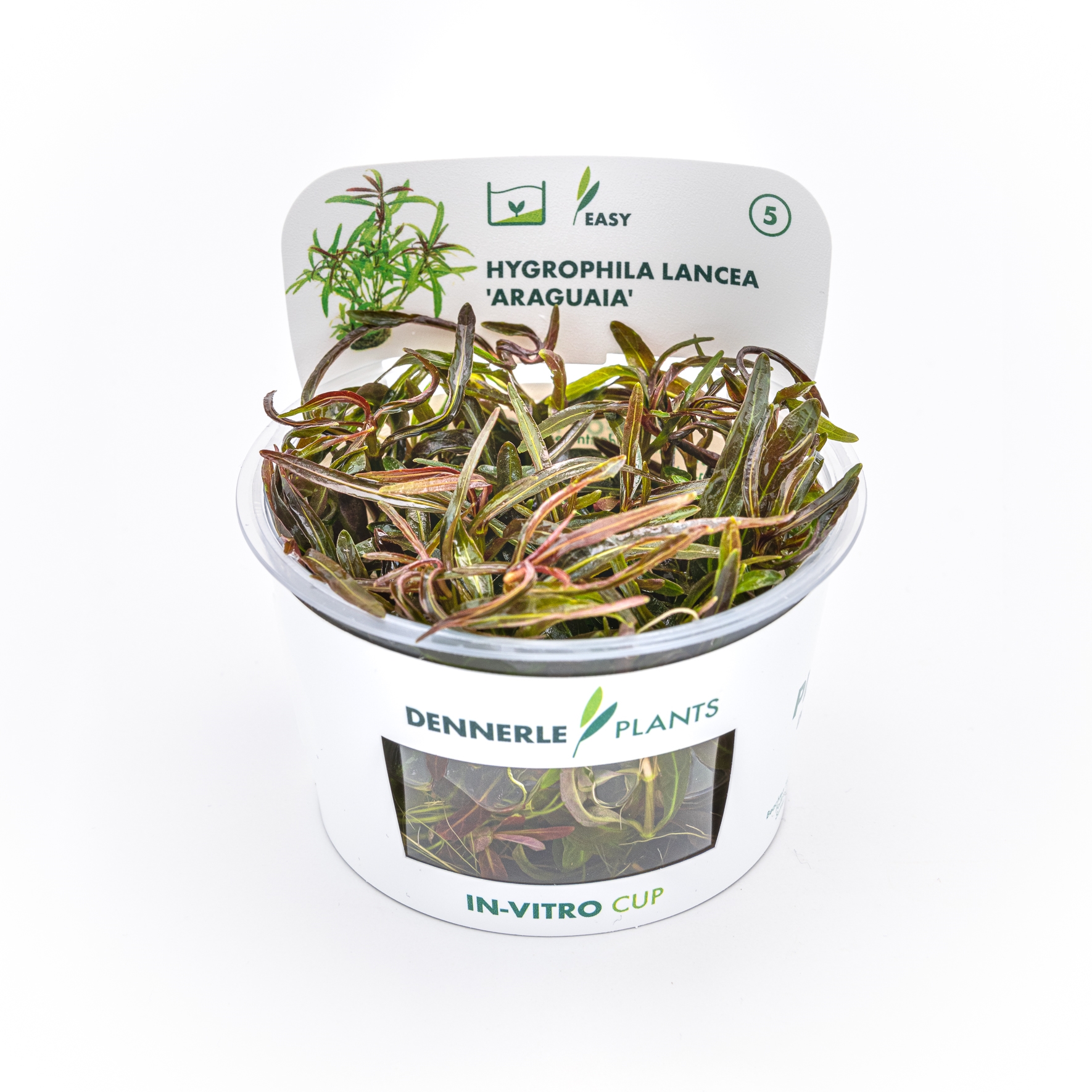 Hygrophila lancea Araguaia In-Vitro  NEU!