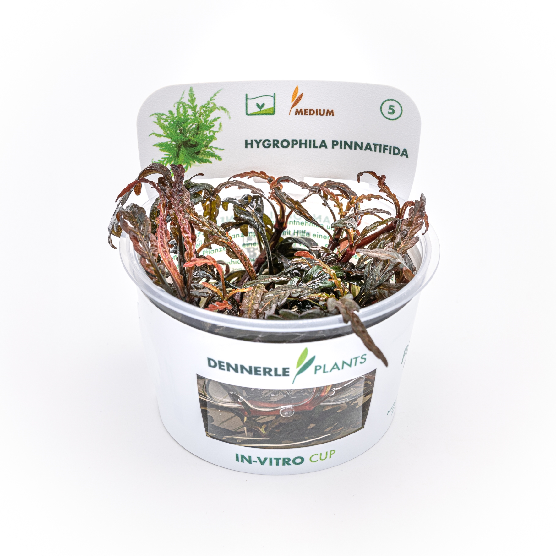 Hygrophila pinnatifida In-Vitro  NEU!