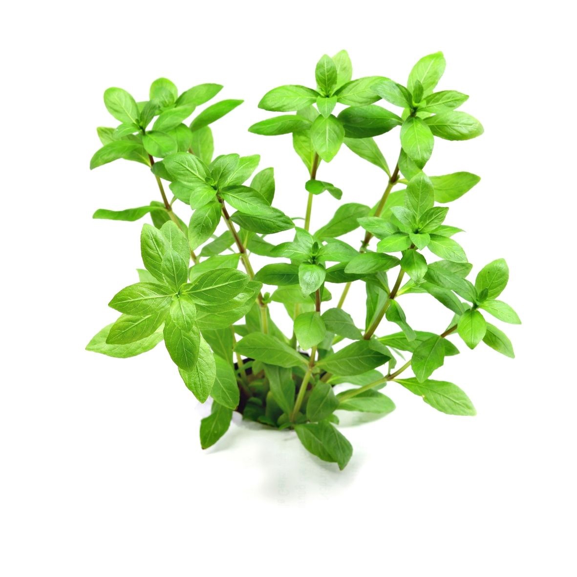 Hygrophila polysperma