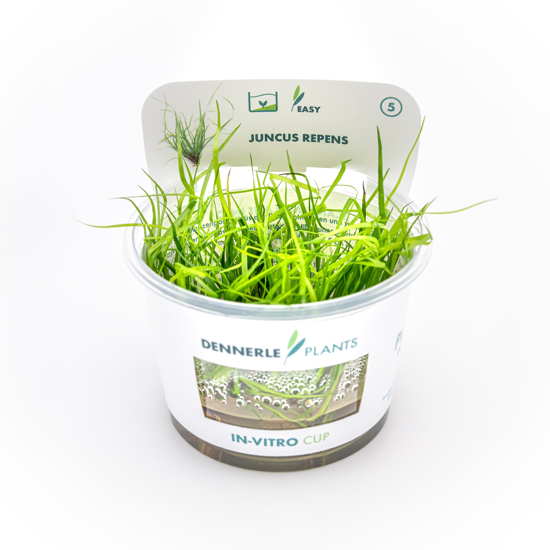 Juncus repens In-Vitro