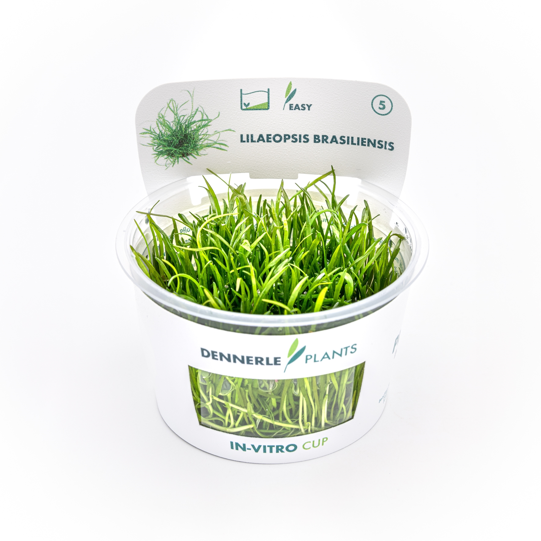Lilaeopsis brasiliensis In-Vitro  NEU!