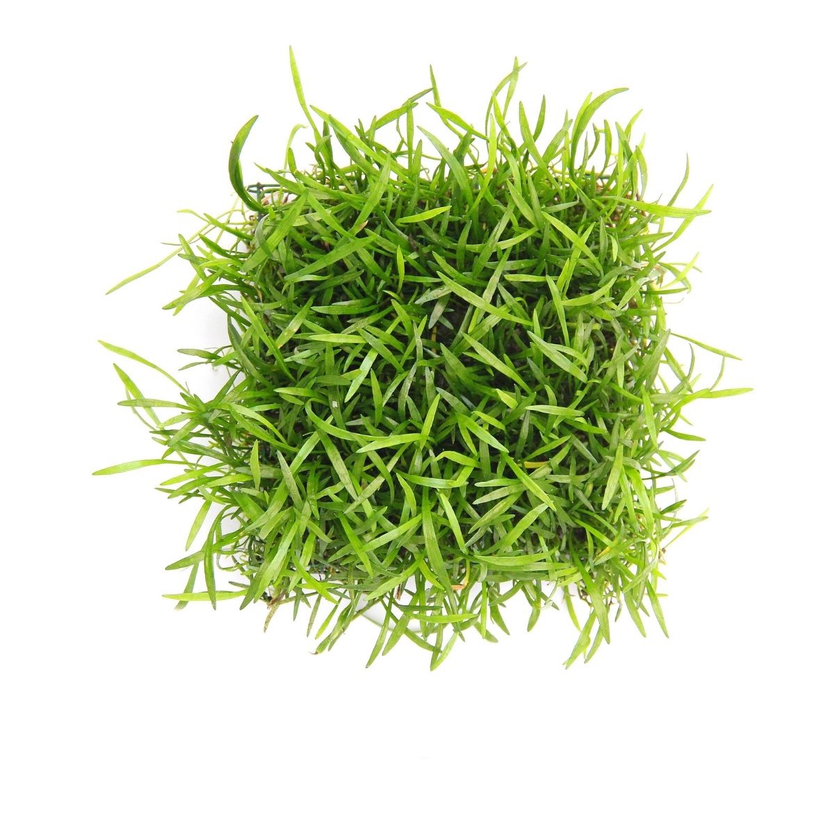 Lilaeopsis brasiliensis, 9 x 9 cm