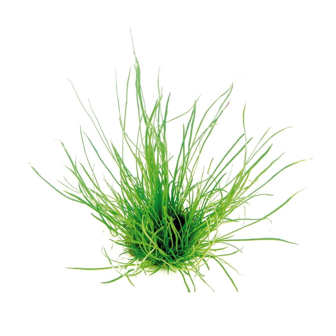 Lilaeopsis mauritiana