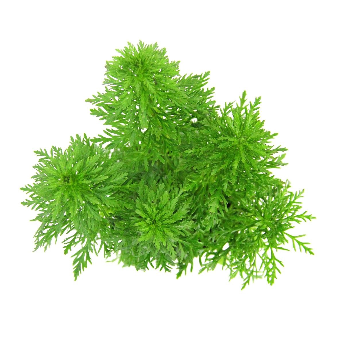 Limnophila sessiliflora