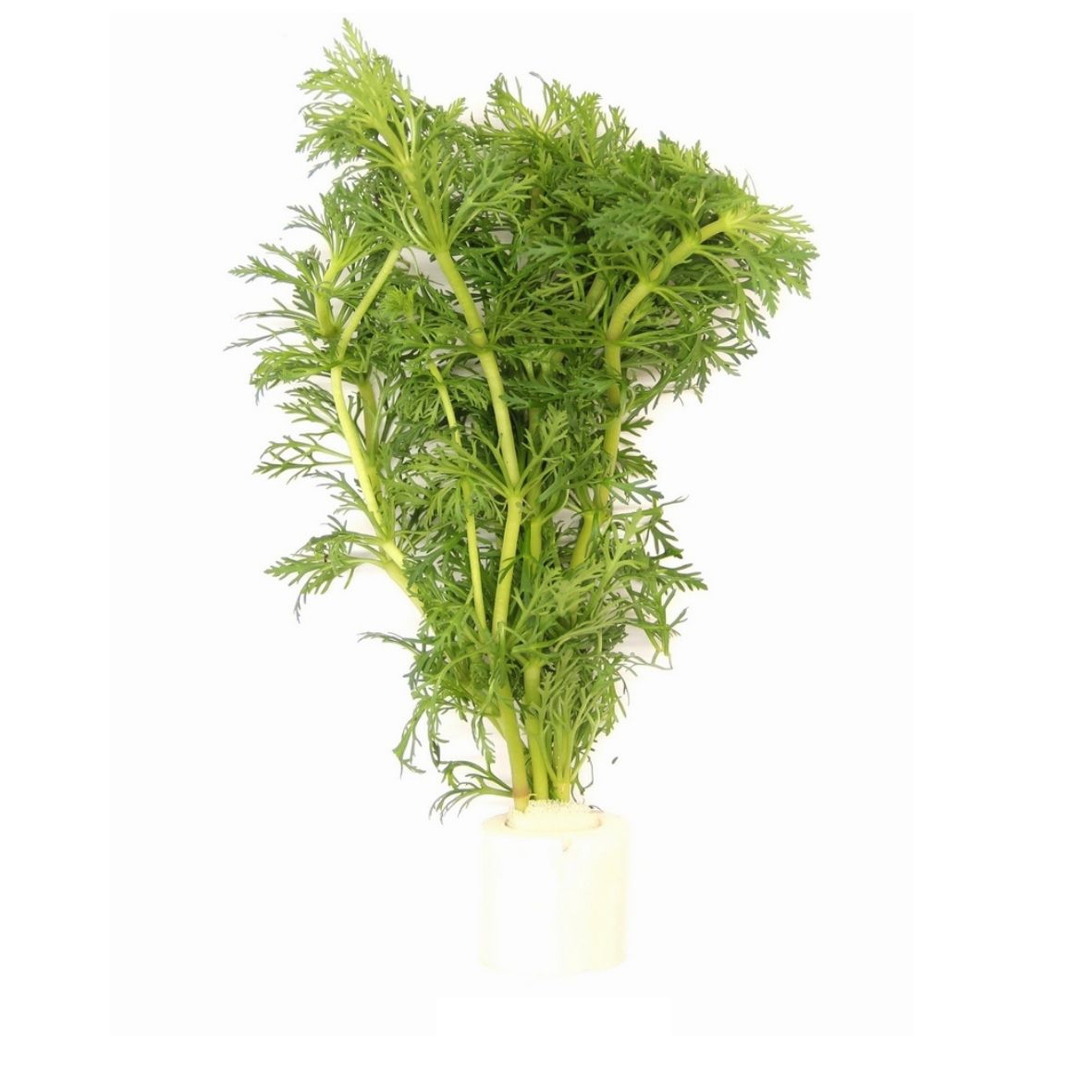 Limnophila sessiliflora TR