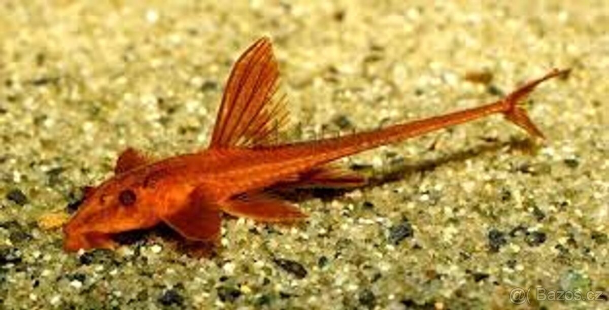 Krunýřovec sp.red, 4,5 cm