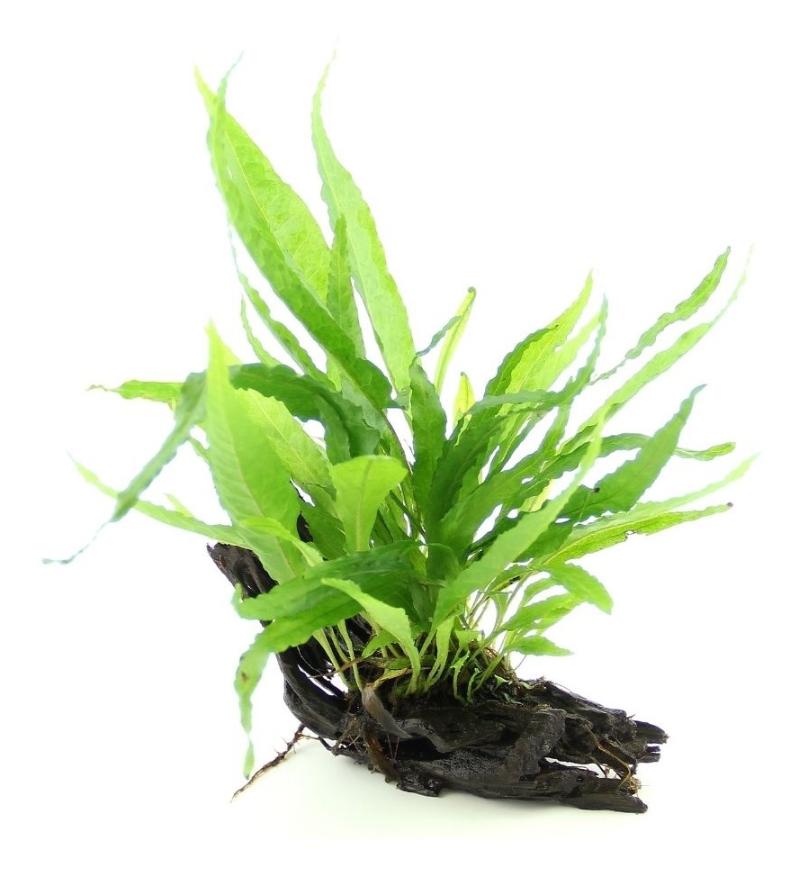 Microsorum pteropus auf Wurzel