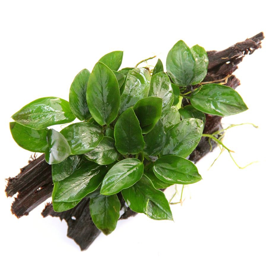 Anubias nana auf Wurzel