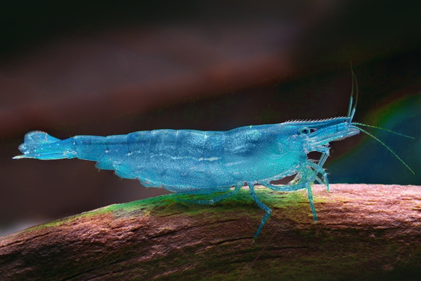 Krevetka cf. babaulti "Blue", 2 cm