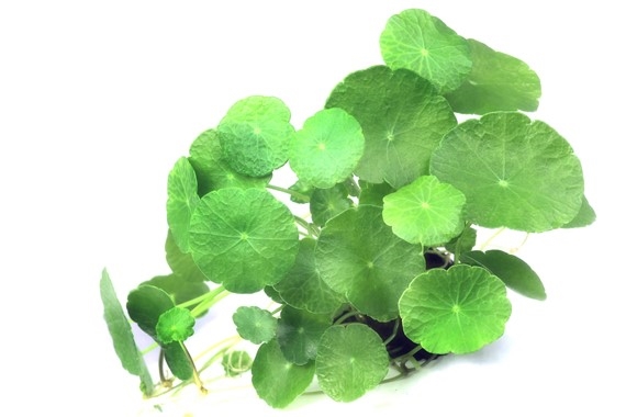 1 Hydrocotyle versch.Arten TR